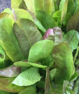 Rouge D'Hiver Romaine Lettuce