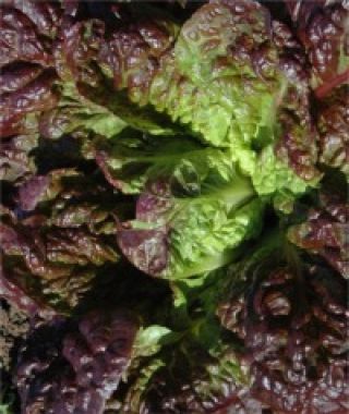 Rubens Baby Romaine Lettuce