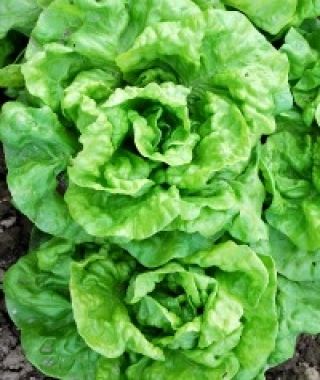 Tennis Ball Butterhead Lettuce