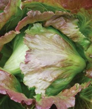 Pablo Batavian Lettuce