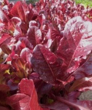 Merlot Batavian Lettuce