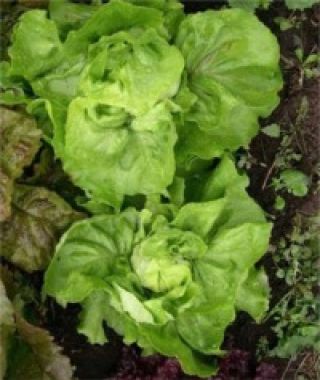 Divina Butterhead Lettuce