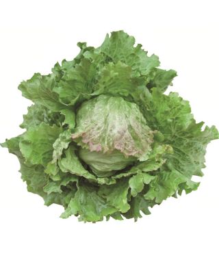 Mozart Batavian Lettuce