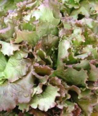 Cardinale Batavian Lettuce