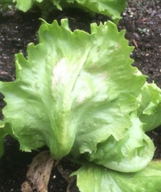 Hanson Iceberg Lettuce