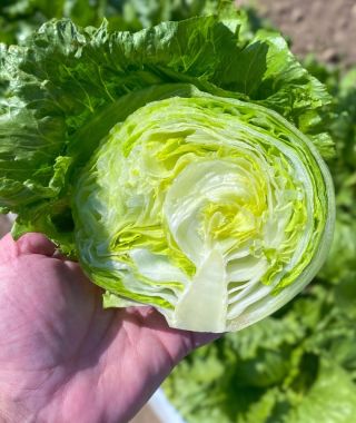 Pint Size Iceberg Lettuce