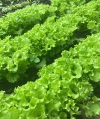Lolla Bionda Lettuce