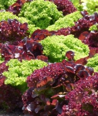 Lolla Rossa Loose-Leaf Lettuce