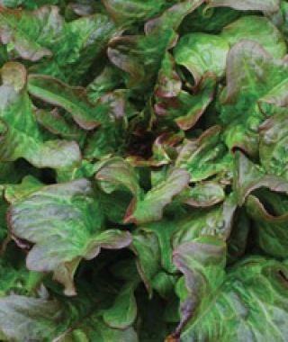 Bronze Beauty Oakleaf Lettuce