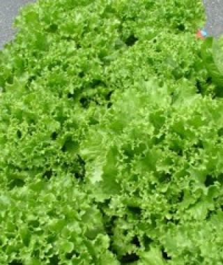 Tango Loose-Leaf Lettuce