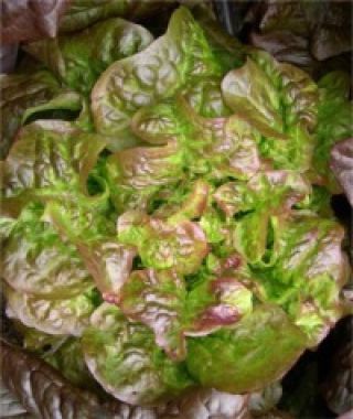 Blushed Butter Cos Lettuce