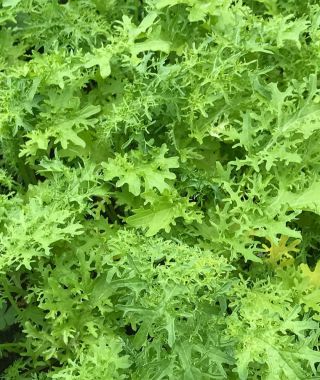 Frizzy Joe Mustard Greens