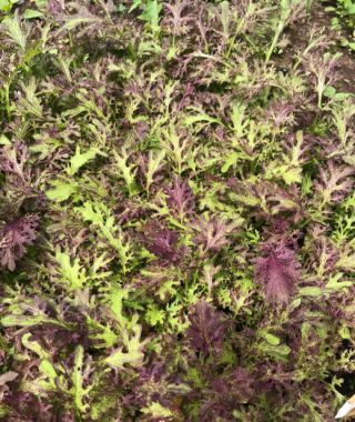 Frizzy Lizzy Mustard Greens