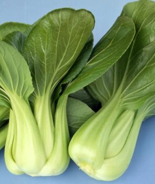 Choko Baby Pak choi 