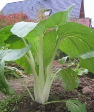 Kantong White Pak choi