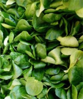 Verte De Cambrai Mache