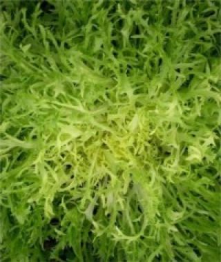 Très Fine Maraîchère Frisee Endive