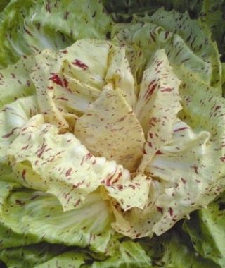 Varigata Castelfranco Radicchio