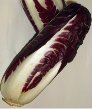 Rossa di Treviso Radicchio