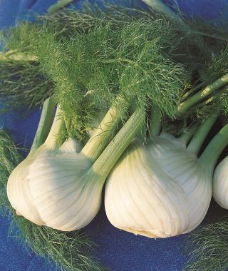 Finale Fennel