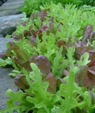 Lovely Lettuce Mesclun Blend