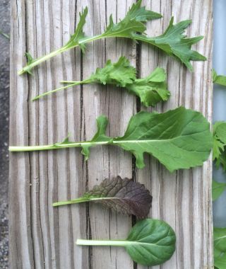 Piquant Salad Greens Mix