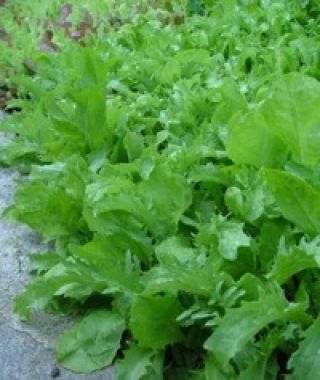 Frisée & Radicchio Salad Blend