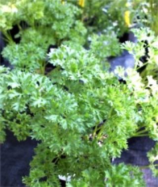 Paramount Curly-Leaf Parsley