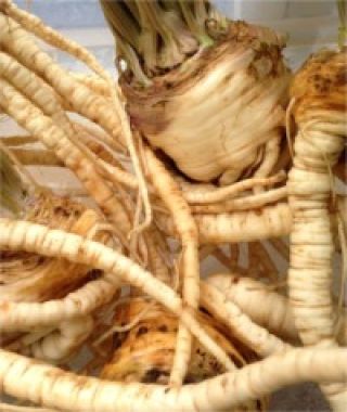 Arat Parsley Root