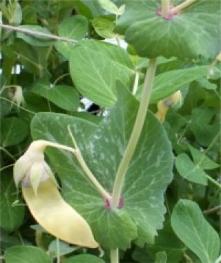 Golden India Edible Pea Pod
