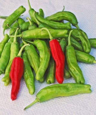 Shishito Chile Pepper