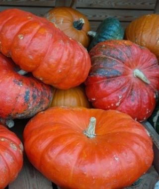 Rouge d'Etampes Pumpki