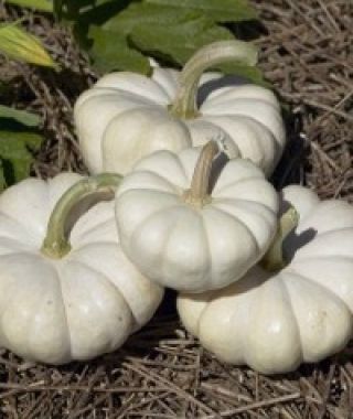 Gooligan White Baby Pumpkin