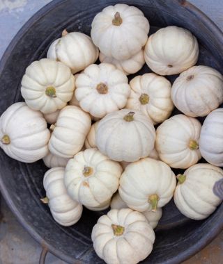 Baby Boo Pumpkins