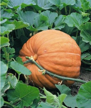 Dill's Atlantic Giant Pumpkin