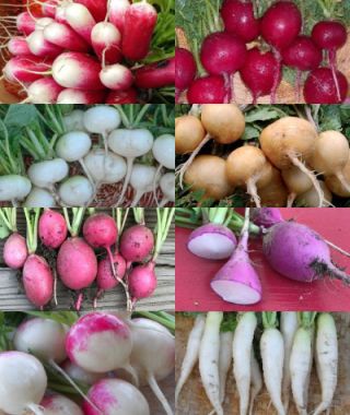Gourmet Rainbow Radish Mixture