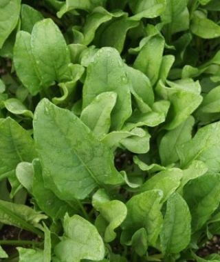 Gigante Inverno Spinach