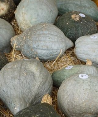 Blue Hubbard Winter Squash