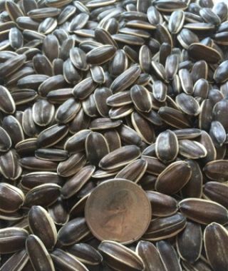 Snacking Sunflower Mixture