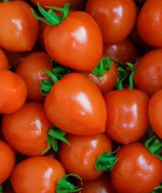 Tomatoberry Garden Tomato