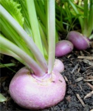 De Milan Rouge Turnip