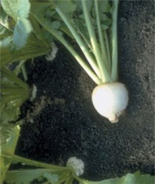 White Lady Turnip