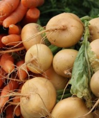 Jaune Boule d'Or Turnip