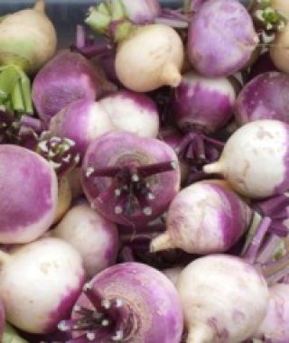 Purple Top White Globe Turnip