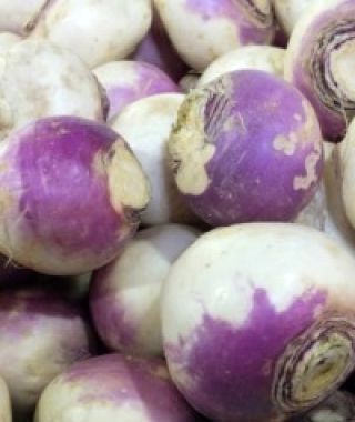 American Purple Top Rutabaga