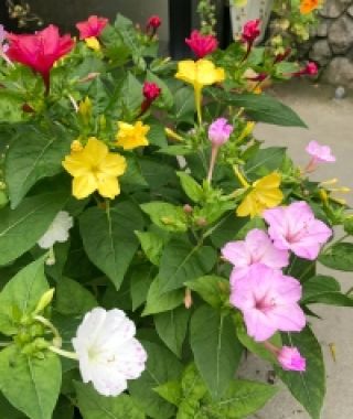 The Four O'Clocks Mixture