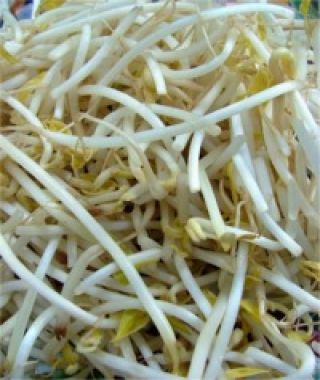 Mung Bean Sprouting Seed