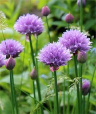 Chives