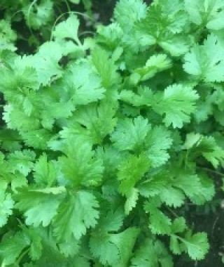 Caribe Coriander/Cilantro
