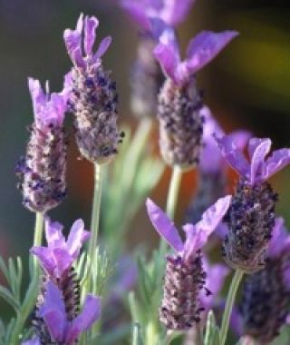 Purple Ribbons Spanish Lavender
